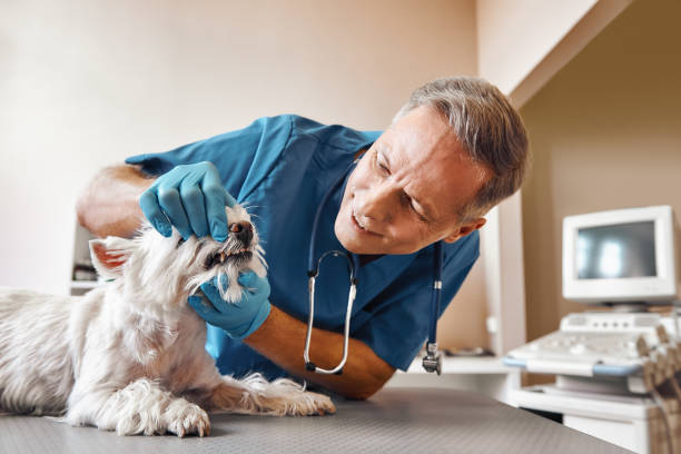 Best Emergency Dental Care for Broken or Chipped Teeth in Berlin, MD